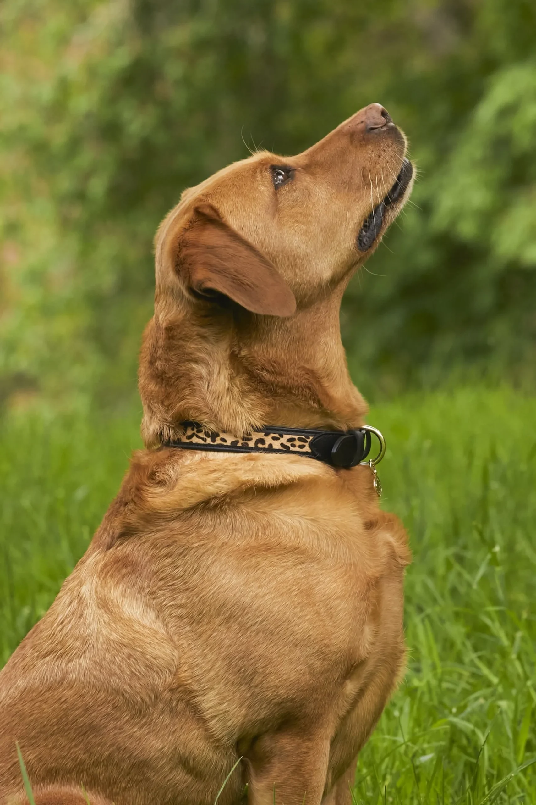 HC Classic Dog Collar