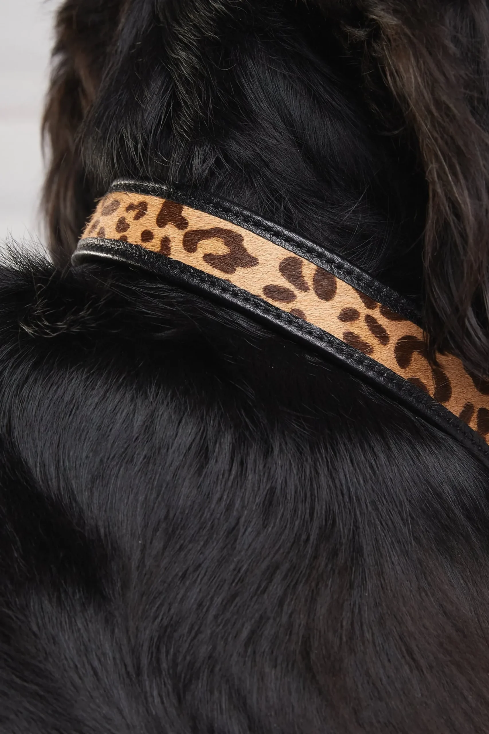 HC Classic Dog Collar