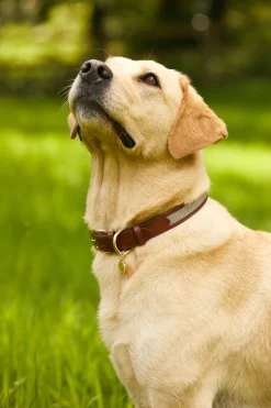 HC Classic Dog Collar