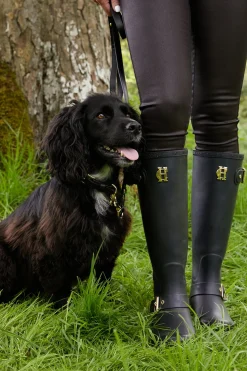 HC Studded Dog Collar