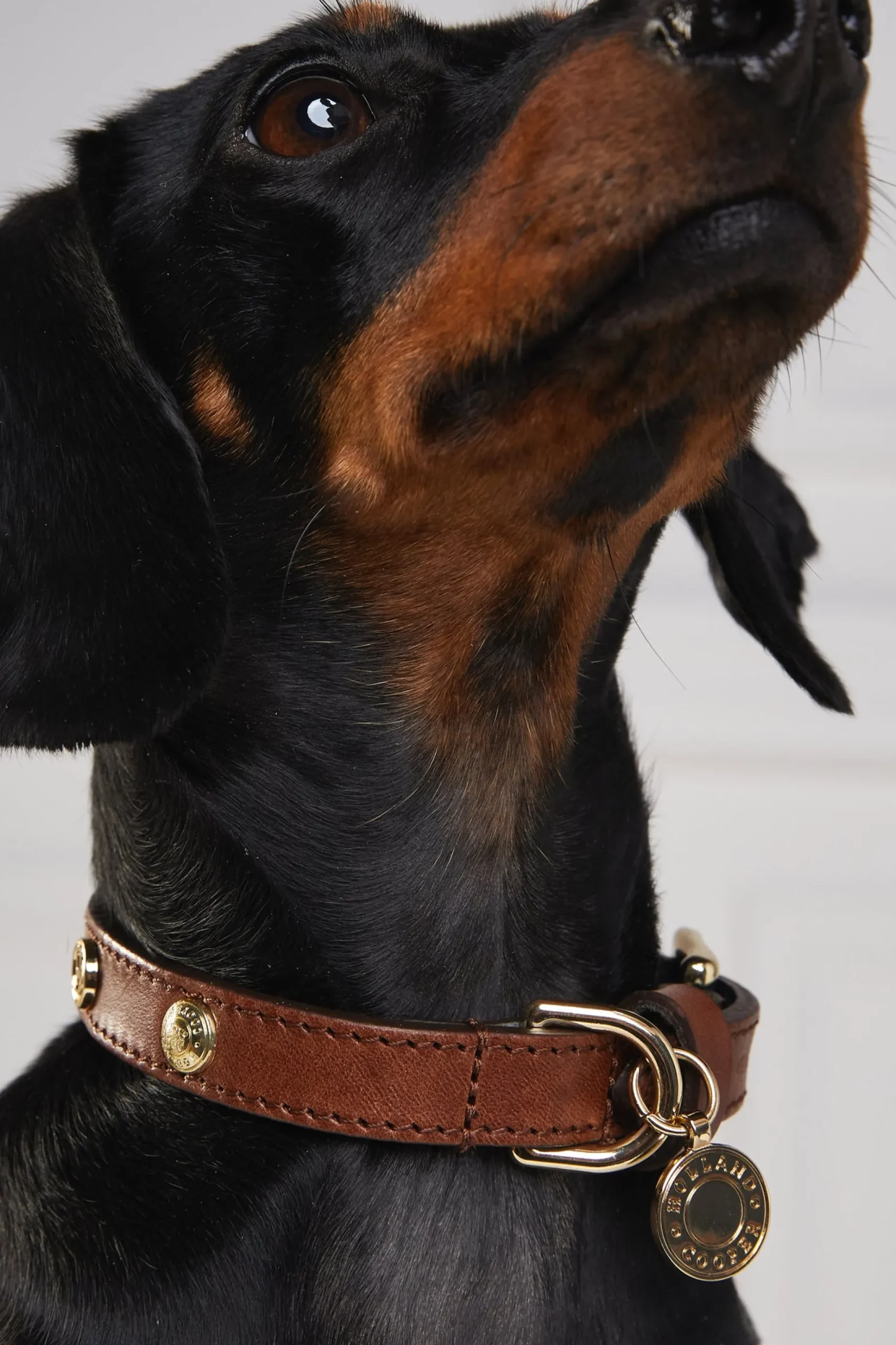 HC Studded Dog Collar