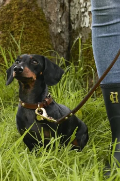 HC Studded Dog Collar